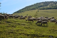 Sheep grazing near the gorge